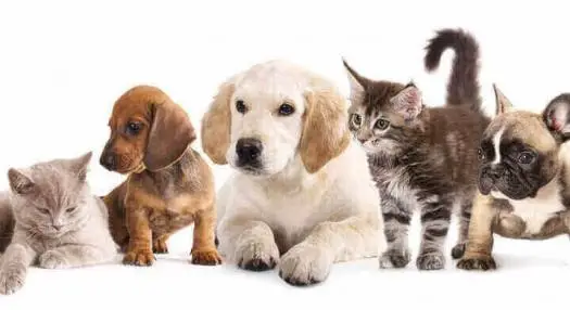 homoeopathy for pets | Curewell Homoeo Pharmacy