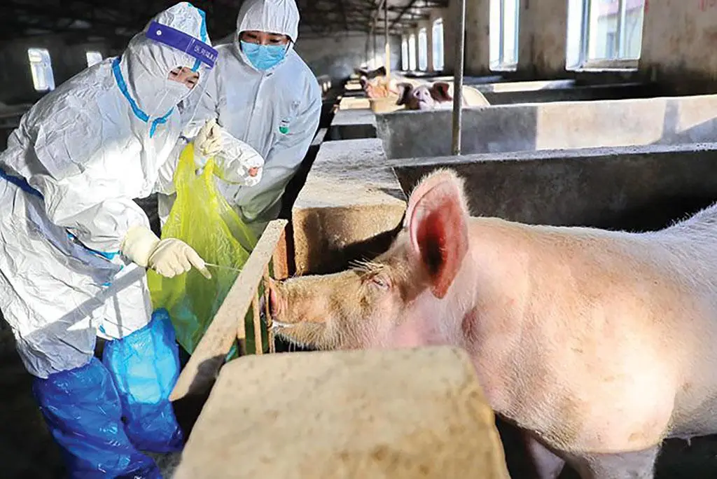 SWINE FEVER