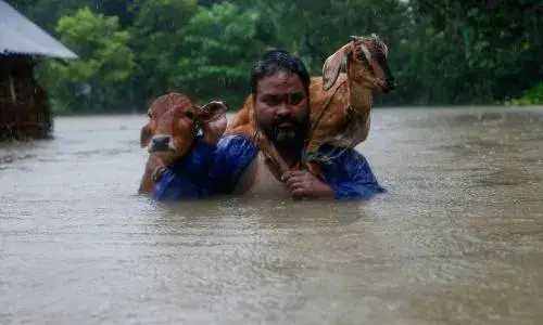 വെള്ളപൊക്കവും മൃഗസംരക്ഷണവും