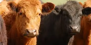 HAEMORRHAGIC SEPTICAEMIA IN CATTLE