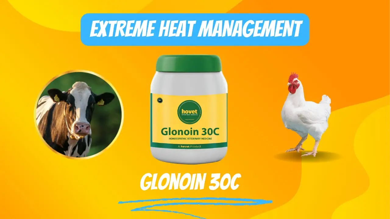 heat stress in cattle treatment