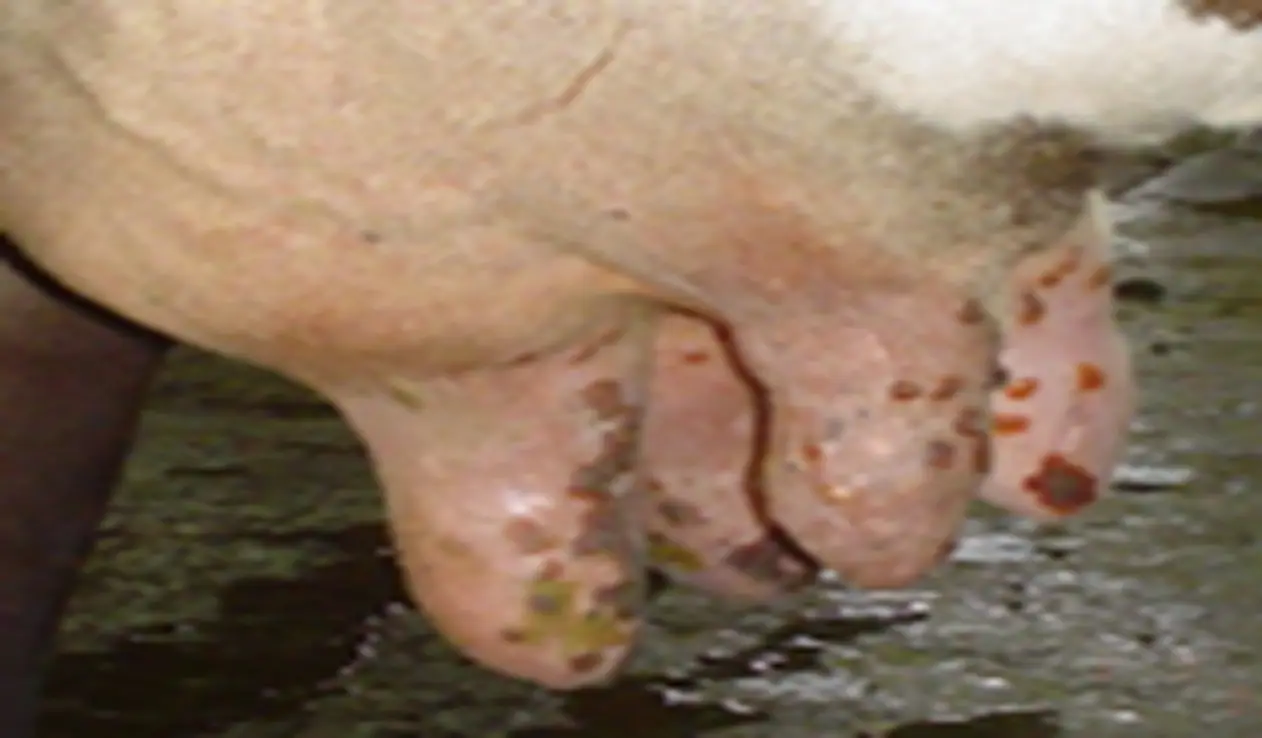 Cowpox Treatment in Cows